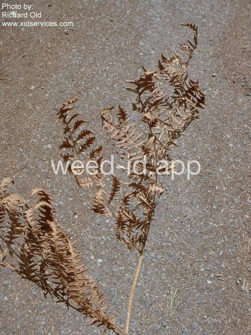 brackenfern